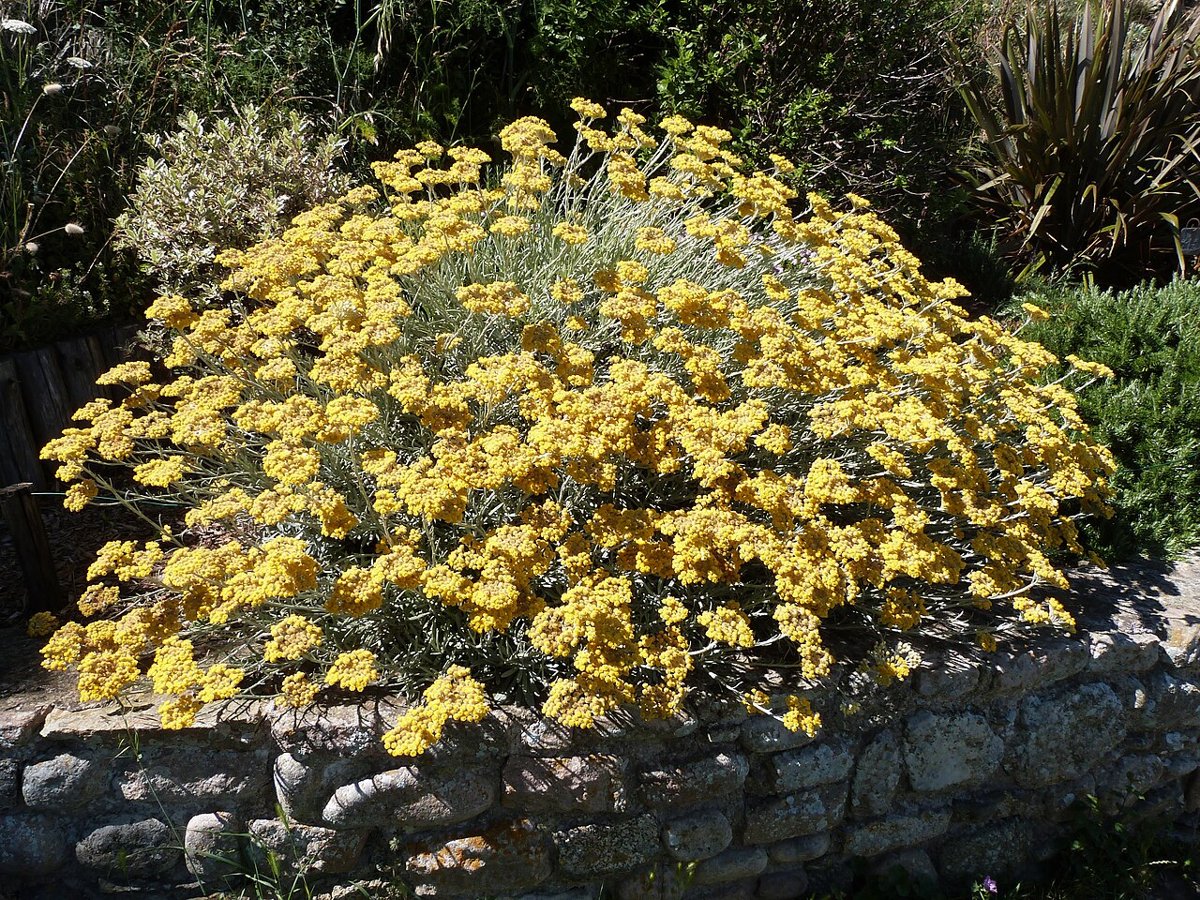 Cây cúc bất tử Ý (Helichrysum italicum)