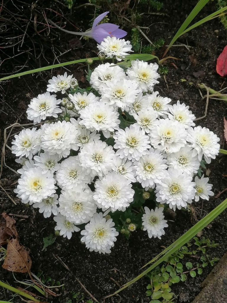 Cây cúc hoa (Chrysanthemum × morifolium)