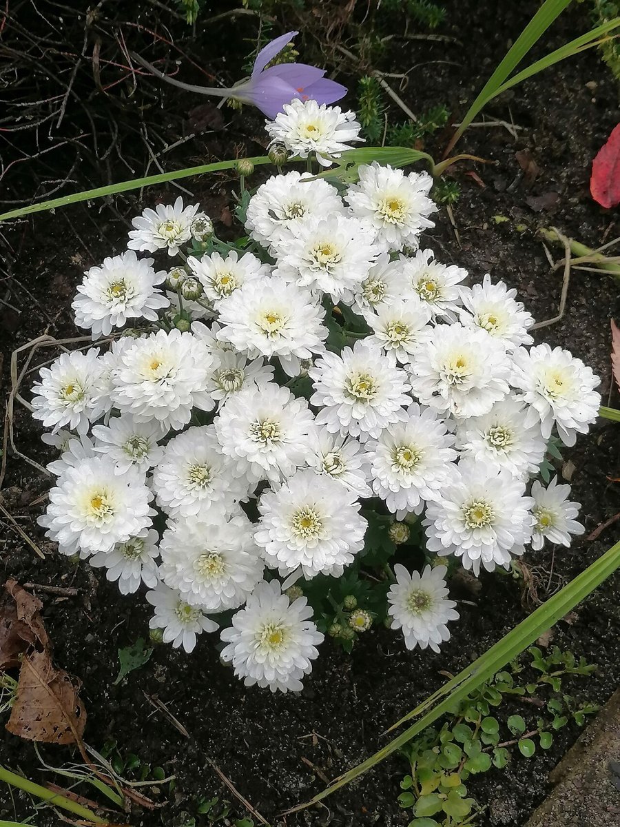 Cây cúc hoa (Chrysanthemum × morifolium)