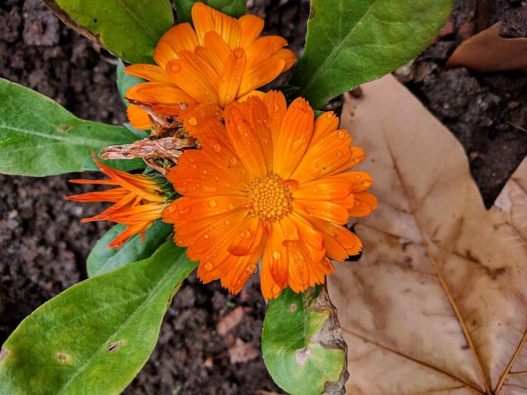 Cây cúc kim tiền (Calendula officinalis)