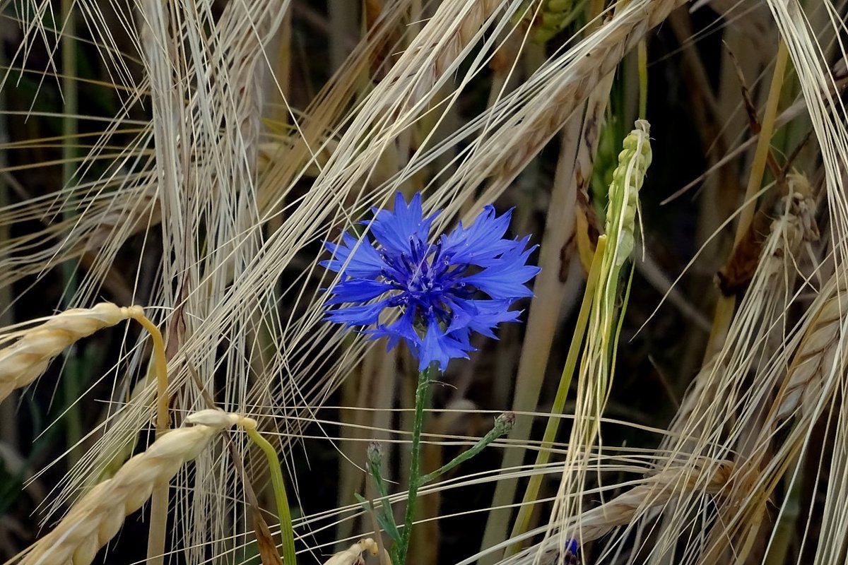 Cây cúc lam (Centaurea cyanus)