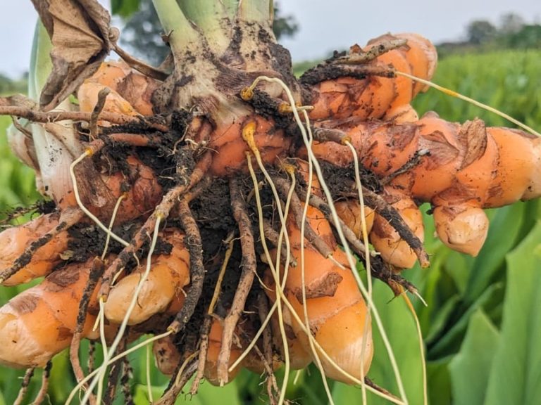 Cây nghệ – Curcuma longa, nguồn nguyên liệu chiết xuất