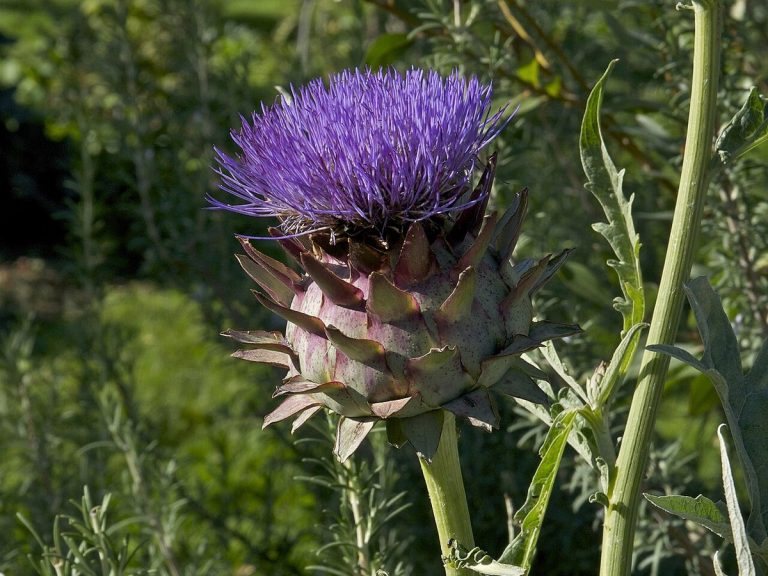 Cây Atiso – Cynara scolymus, nguồn nguyên liệu chiết xuất