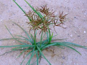 Cây hương phụ – Cyperus rotundus, nguồn nguyên liệu chiết xuất