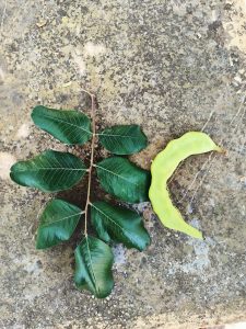 Cây carob, dạng bột) – Ceratonia siliqua, nguồn nguyên liệu chiết xuất