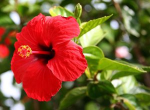 Cây dâm bụt (Hibiscus rosa-sinensis)