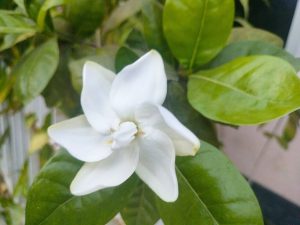 Cây dành dành (Gardenia jasminoides)