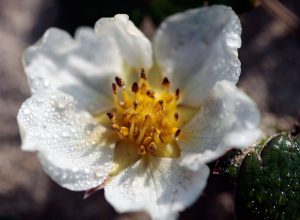 Cây dâu tây Chile (Fragaria chiloensis)