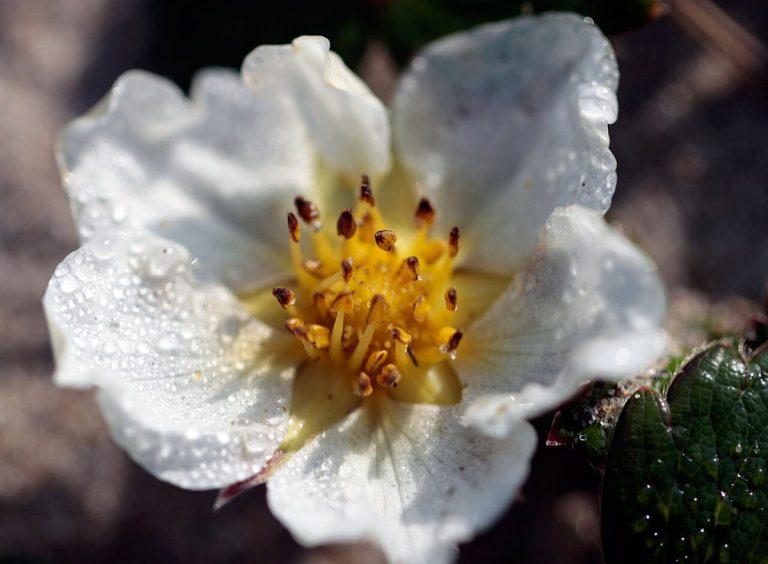 Cây dâu tây Chile (Fragaria chiloensis)