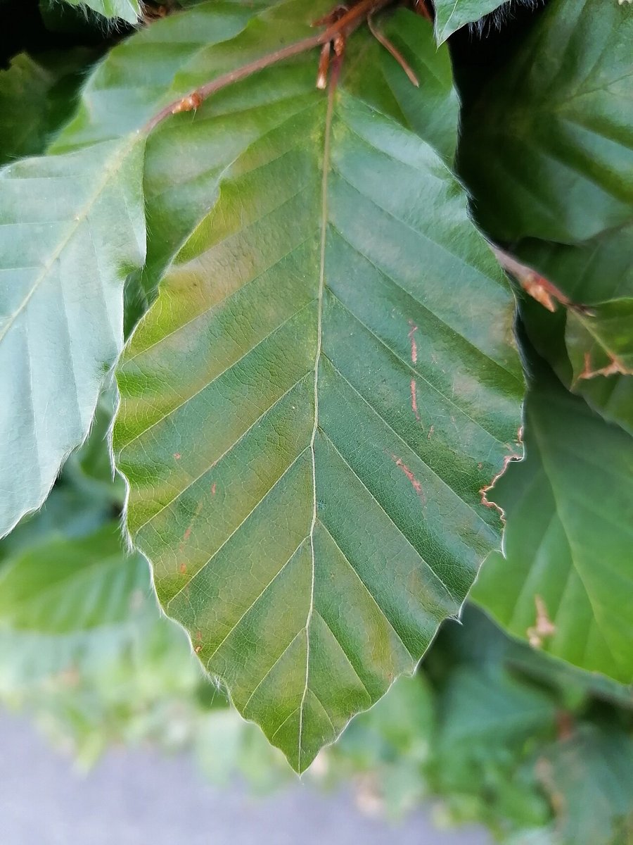 Cây dẻ gai châu Âu (Fagus sylvatica)