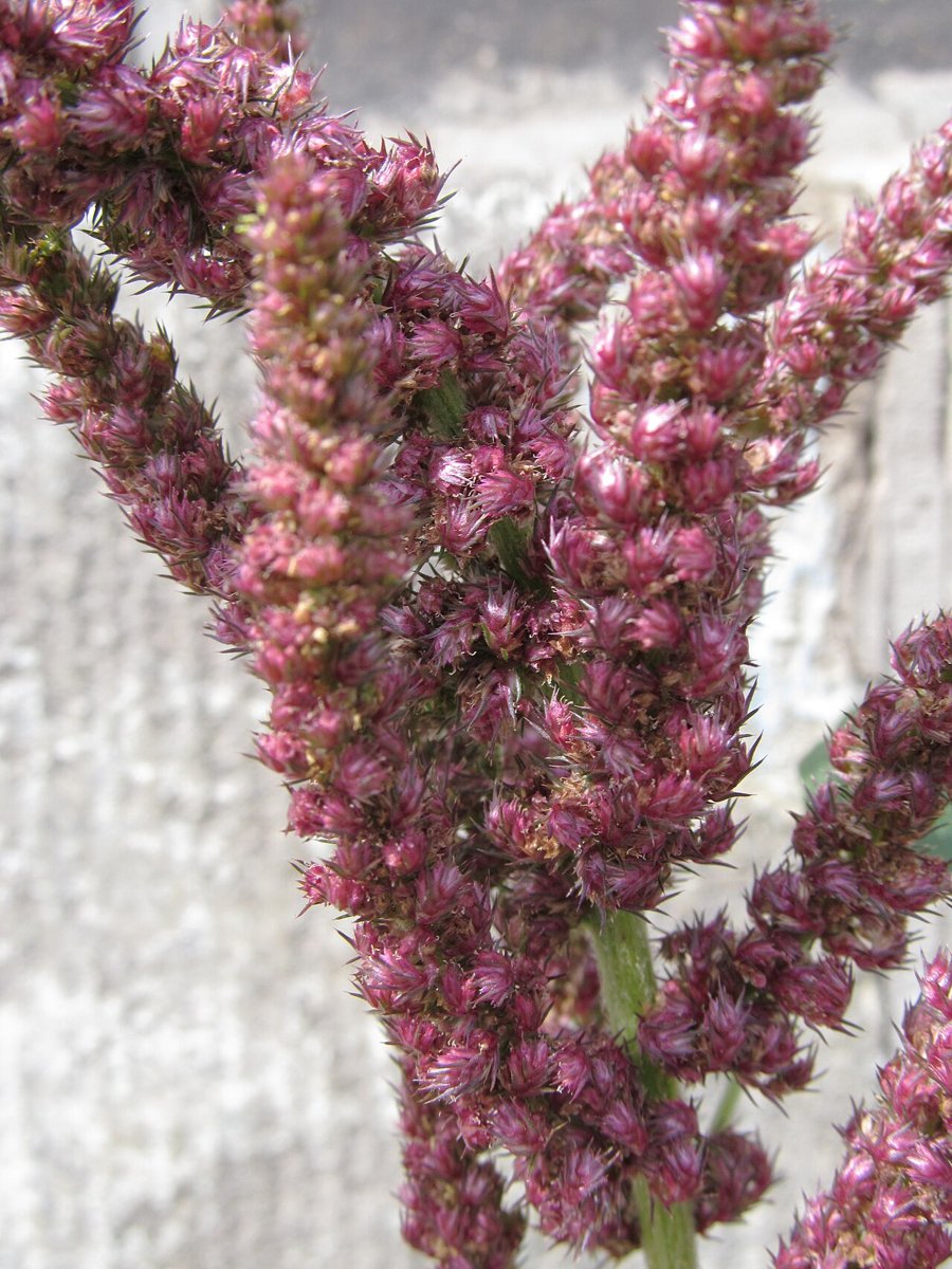 Cây dền hạt (Amaranthus hypochondriacus)