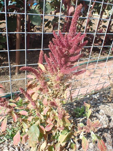 Cây dền hạt (Amaranthus hypochondriacus)