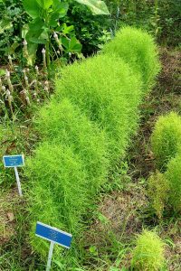 Cây địa phu tử (Bassia scoparia)