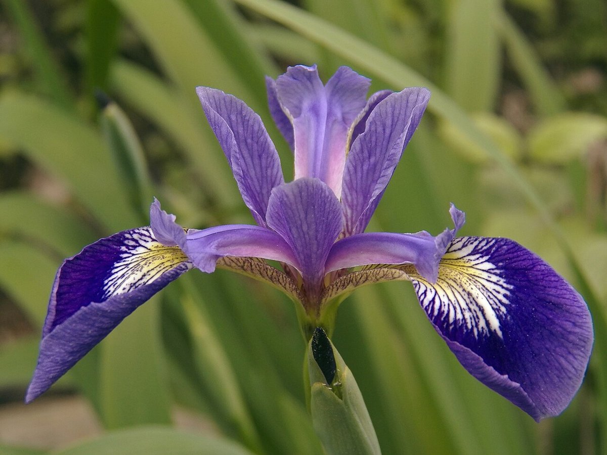 Cây diên vĩ xanh Bắc Mỹ (Iris versicolor)