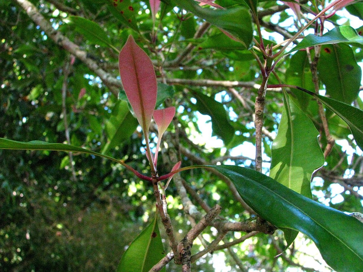 Cây đinh hương (Syzygium aromaticum)