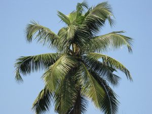 Cây dừa (Cocos nucifera)