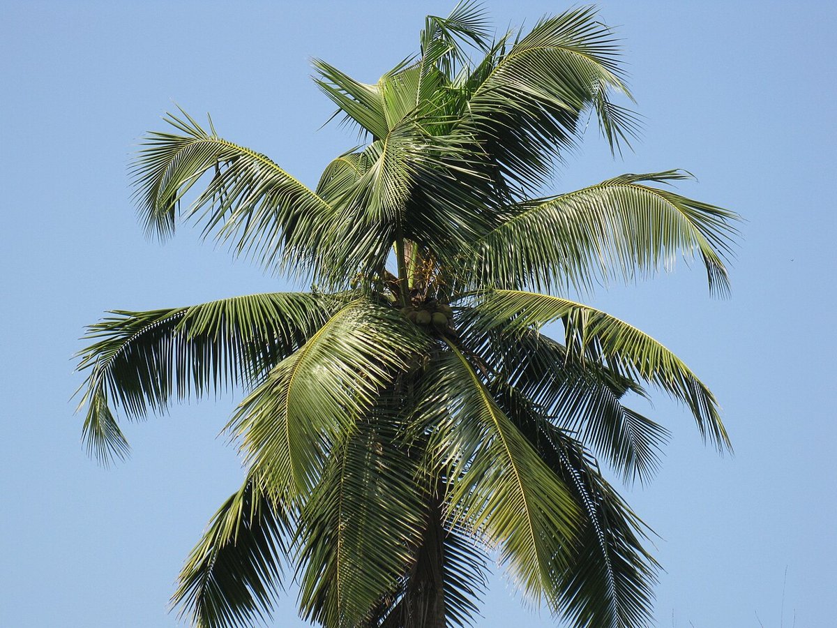 Cây dừa (Cocos nucifera)