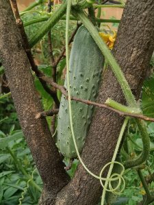 Cây dưa chuột (Cucumis sativus)