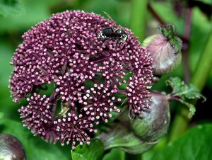 Cây đương quy Hàn Quốc (Angelica gigas)