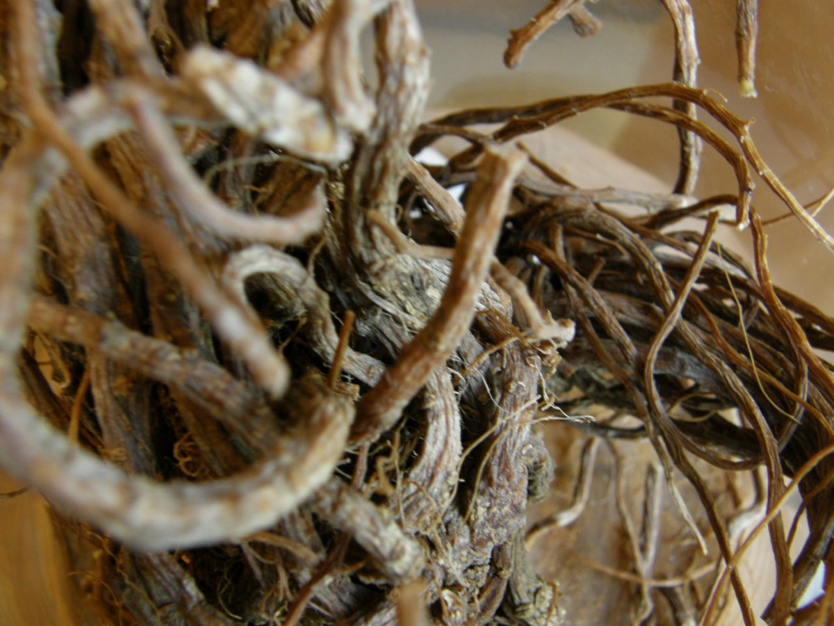 Cây đương quy Nhật (Angelica acutiloba)