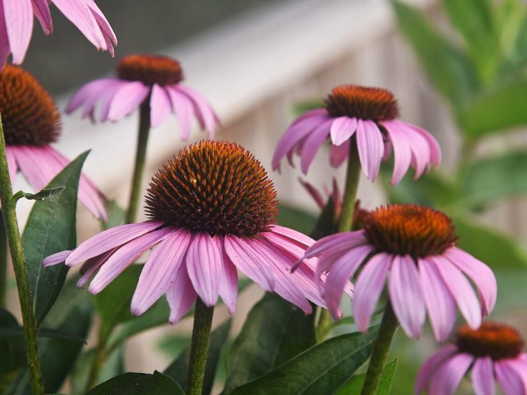 Cây cúc tím – Echinacea purpurea, nguồn nguyên liệu chiết xuất