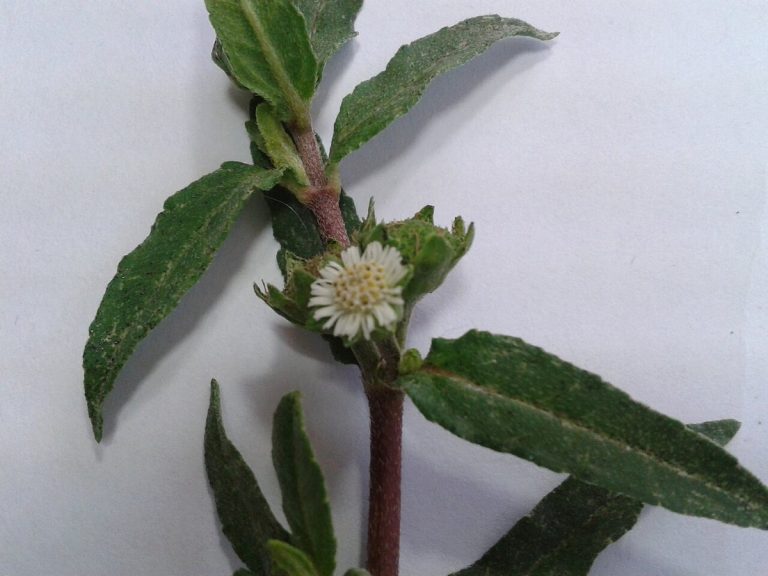 Cây nhọ nồi – Eclipta prostrata, nguồn nguyên liệu chiết xuất