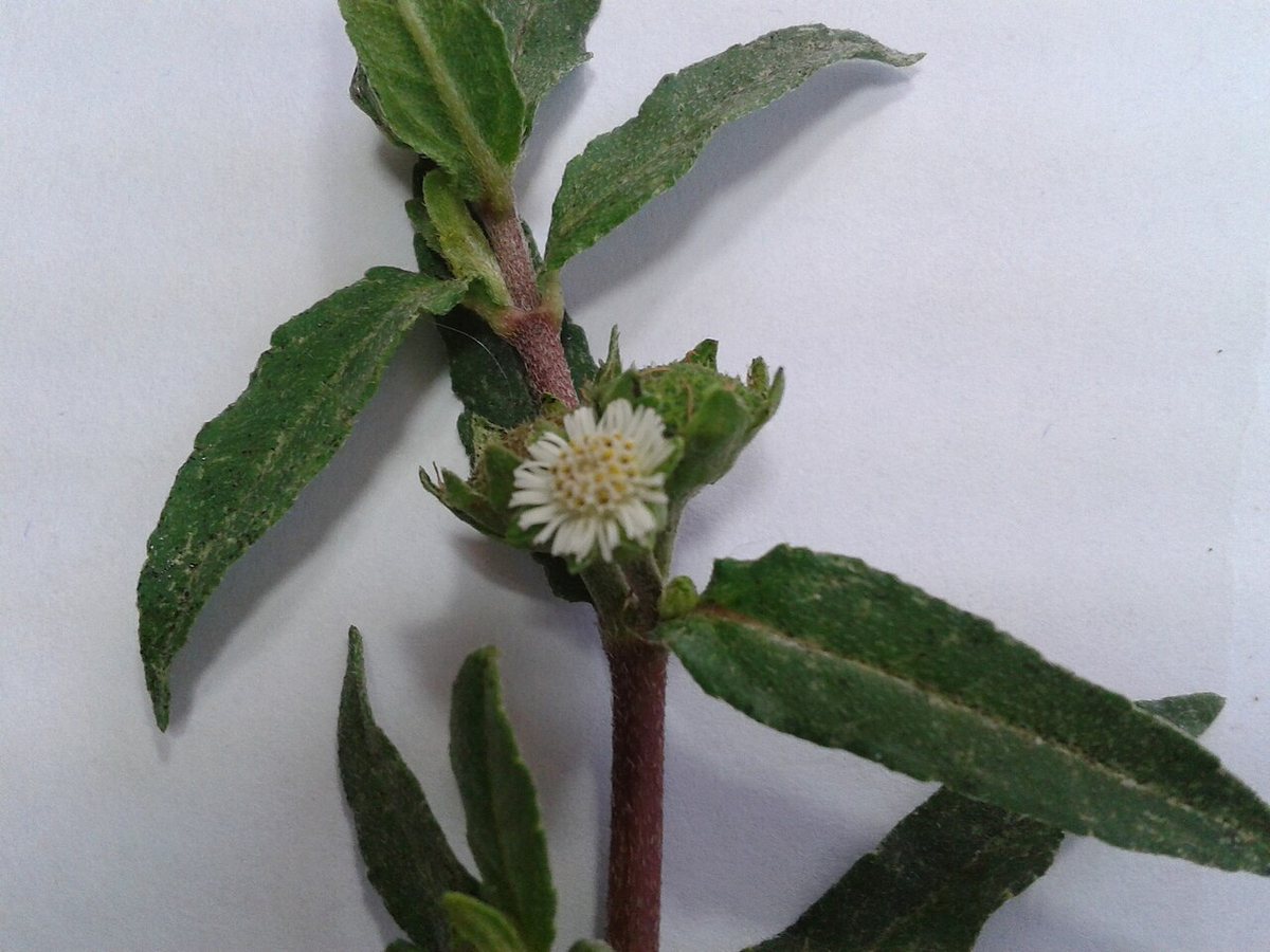 Cây nhọ nồi – Eclipta prostrata, nguồn nguyên liệu chiết xuất