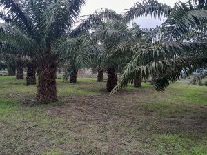 Quả cọ dầu (Elaeis guineensis) – nguồn Vitamin E đỏ