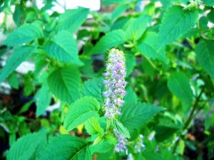 Cây kinh giới – Elsholtzia ciliata, nguồn nguyên liệu chiết xuất