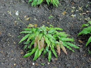 Cây dâm dương hoắc – Epimedium, nguồn nguyên liệu chiết xuất