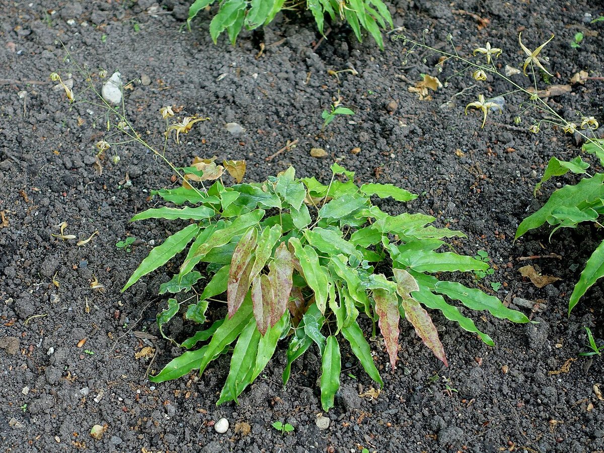 Cây dâm dương hoắc – Epimedium, nguồn nguyên liệu chiết xuất
