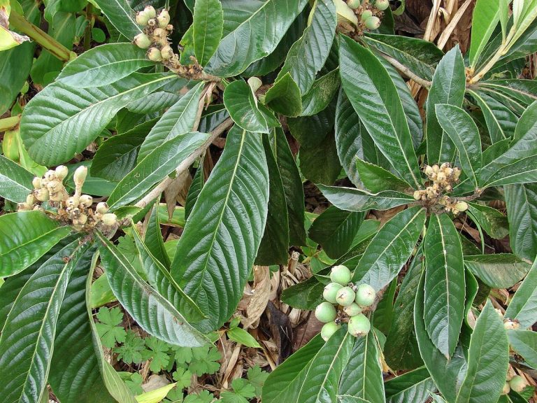 Cây tỳ bà diệp – Eriobotrya japonica, nguồn nguyên liệu chiết xuất