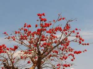 Cây vông nem – Erythrina variegata, nguồn nguyên liệu chiết xuất