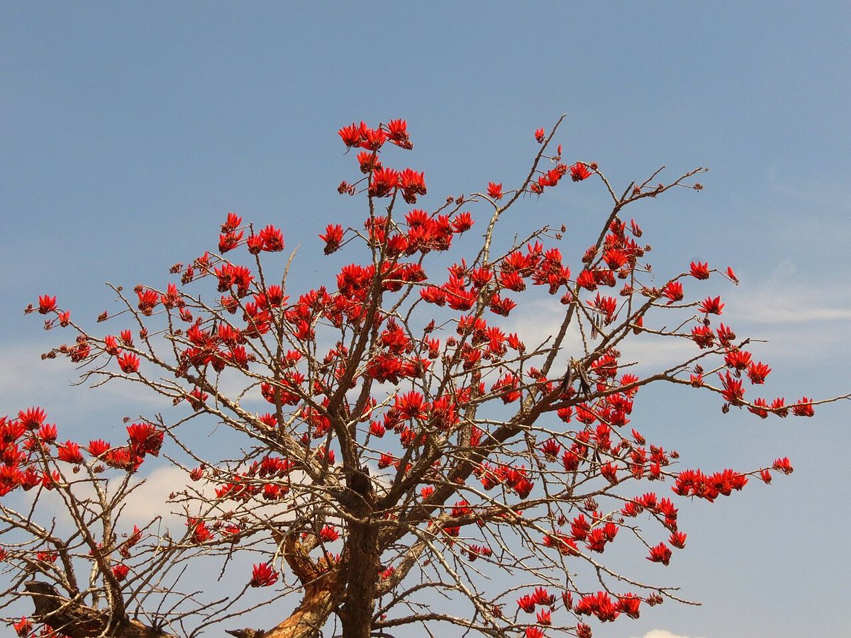 Cây vông nem – Erythrina variegata, nguồn nguyên liệu chiết xuất