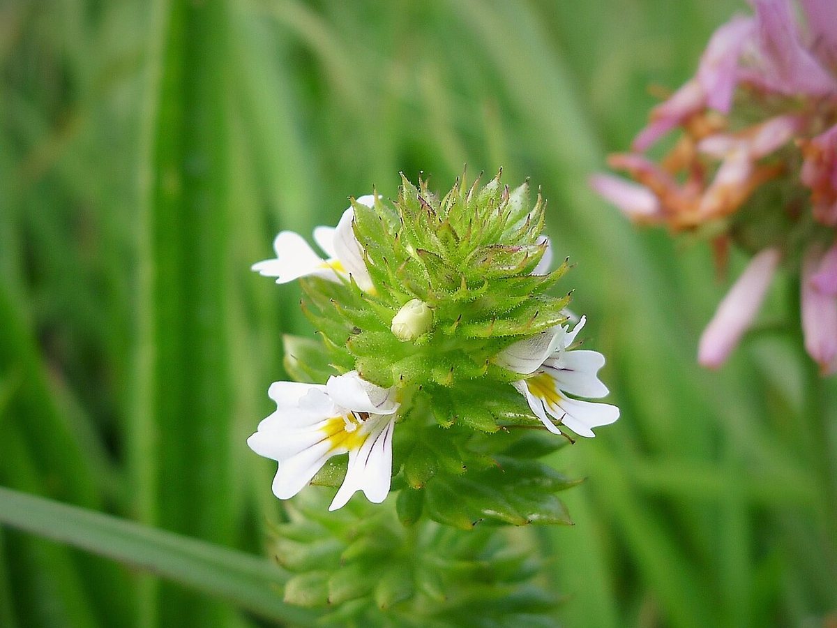Cây sáng mắt – Euphrasia officinalis, nguồn nguyên liệu chiết xuất