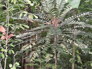 Cây bá bệnh – Eurycoma longifolia, nguồn nguyên liệu chiết xuất