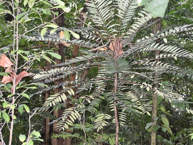 Cây bá bệnh – Eurycoma longifolia, nguồn nguyên liệu chiết xuất