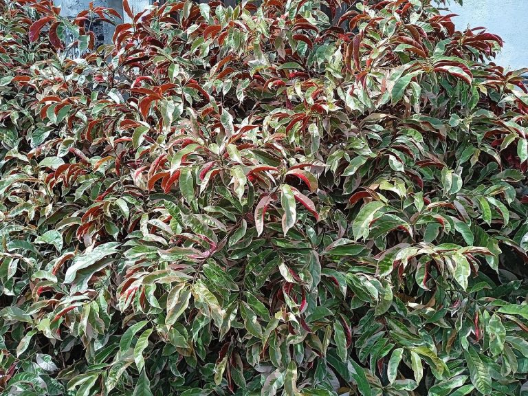 Cây đơn đỏ – Excoecaria cochinchinensis, nguồn nguyên liệu chiết xuất