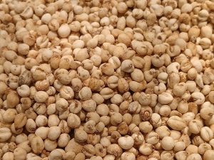 Cây xuyên bối mẫu – Fritillaria cirrhosa, nguồn nguyên liệu chiết xuất