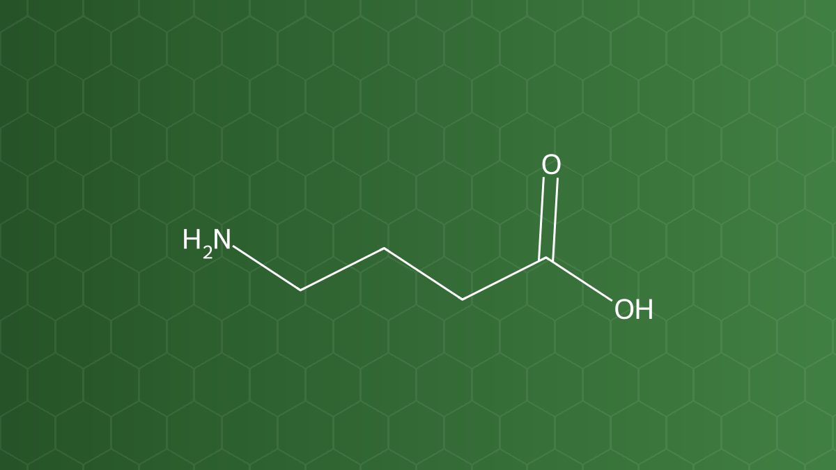 GABA (Acid gamma-aminobutyric) – Acid amin không cấu tạo protein – công thức cấu tạo