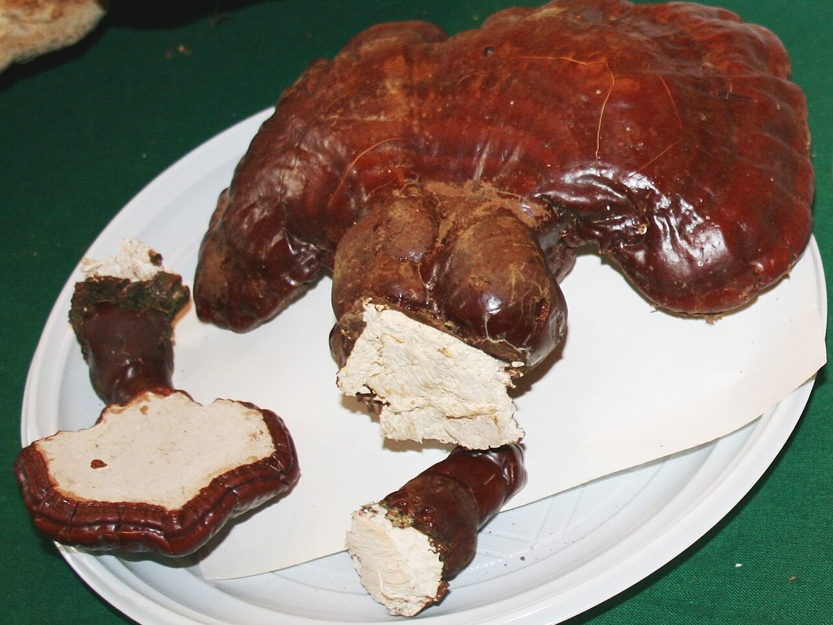 Cây linh chi – Ganoderma lucidum, nguồn nguyên liệu chiết xuất