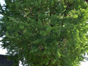 Cây bạch quả – Ginkgo biloba, nguồn nguyên liệu chiết xuất