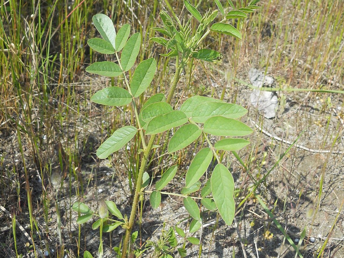 Cây cam thảo – Glycyrrhiza glabra, nguồn nguyên liệu chiết xuất