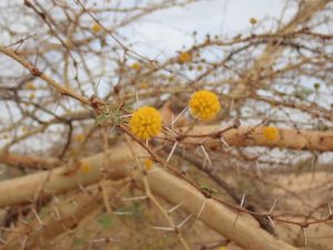Cây keo seyal (Vachellia seyal)