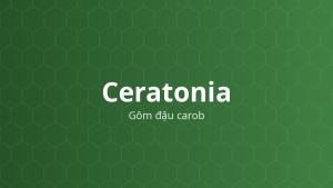 Ceratonia (Gôm đậu carob) – Tăng độ nhớt, tạo hỗn dịch, tá dược dính, giải phóng kiểm soát
