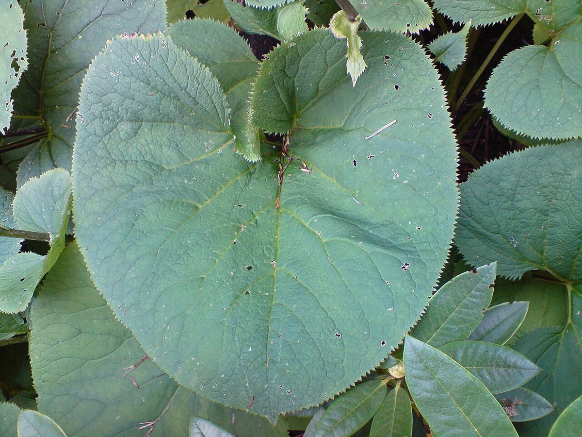 Cây gomchwi (Ligularia fischeri)