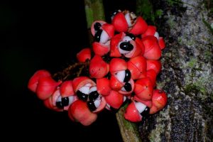Cây guarana (Paullinia cupana)
