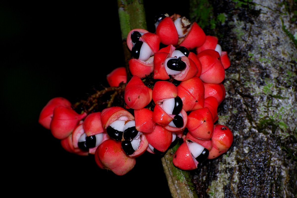 Cây guarana (Paullinia cupana)