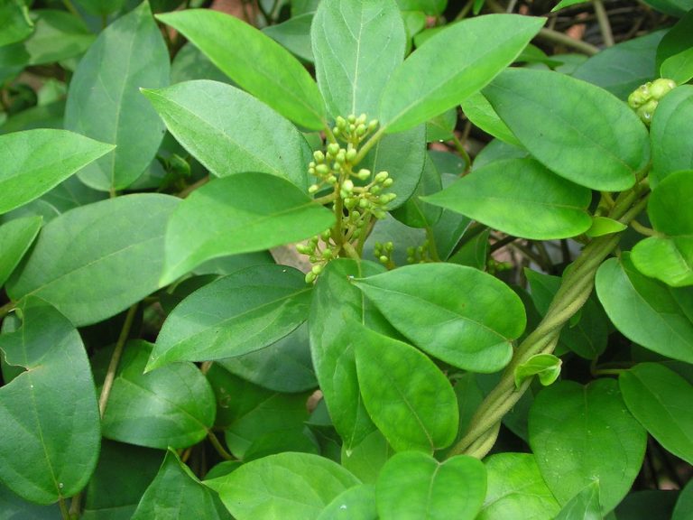 Cây dây thìa canh – Gymnema sylvestre, nguồn nguyên liệu chiết xuất