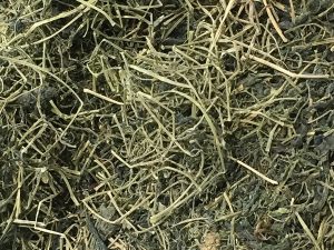 Cây giảo cổ lam 50:1 – Gynostemma pentaphyllum, nguồn nguyên liệu chiết xuất